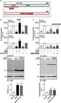 Sensitization of the Angiotensin II AT1 Receptor Contributes to RKIP-Induced Symptoms of Heart Failure